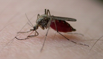 Image with caption: Spring showers bring a rise in mosquitoes.