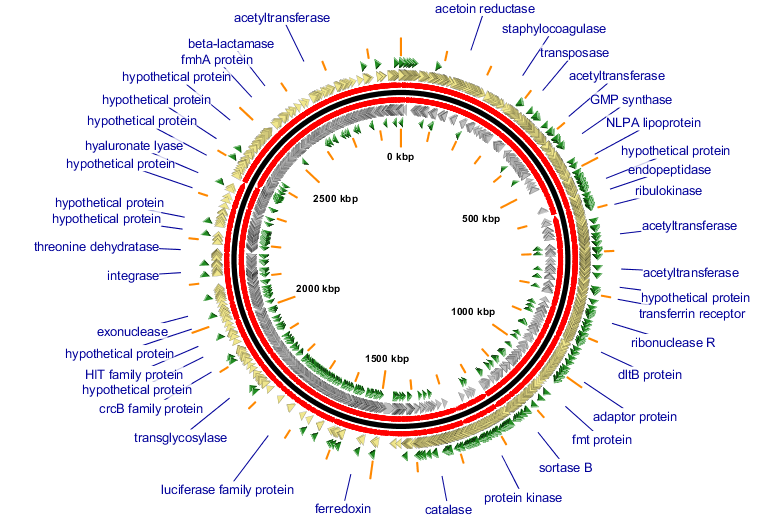 Example of the visualization of Tn insertion clones using GView