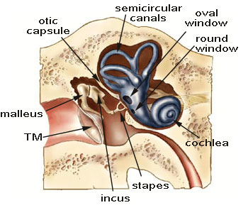 normal tympanic membrane labeled