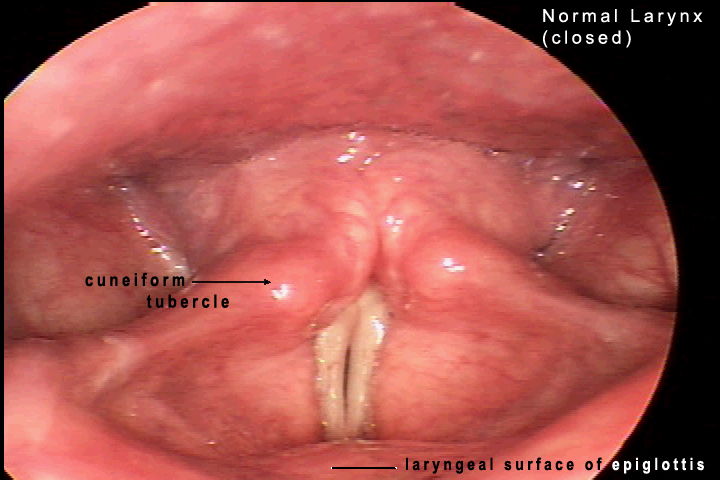 Normal Laryngeal Function