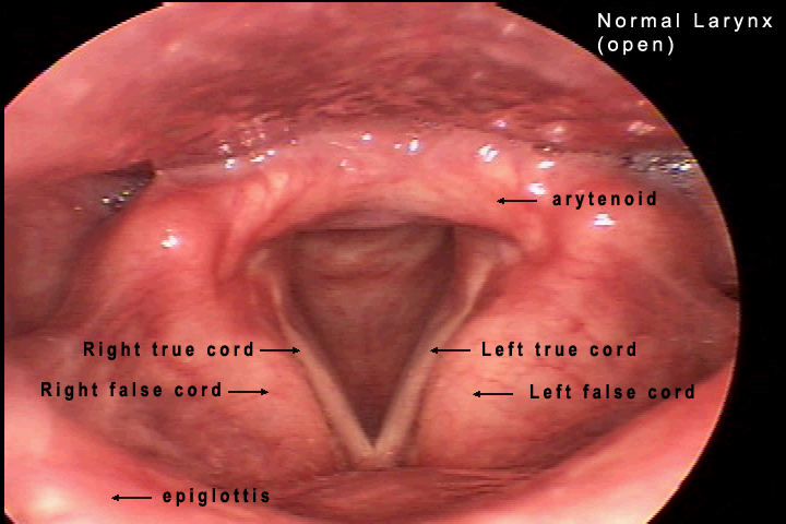 vocal cords larynx